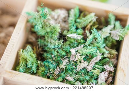 artificial terrarium supply kit moss plant dirt decoration box