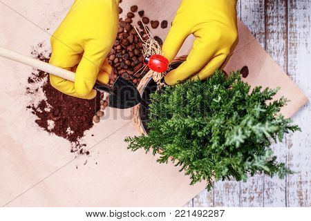 Transplanting houseplants in pictures Chamaecyparis. 
The gardener changes the soil in a pot of home plant