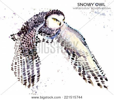 Snowy Owl hand draw watercolor illustration. Polar bird.