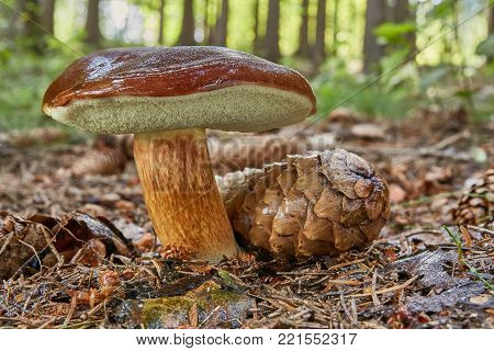 Neoboletus Luridiformis In The Natural Environment