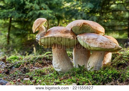 Neoboletus Luridiformis In The Natural Environment