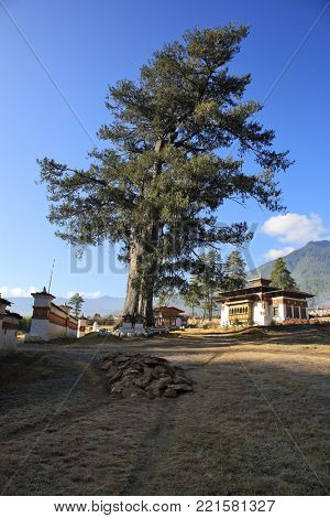 College for astrology â Druk Phodrangdhing Pangri Zamdong in Thimphu, Bhutan.