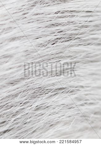 mouse fur as background . Photo of abstract textures