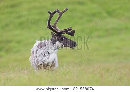 Raindeer, Rangifer tarandus, caribou male detail in summer on green grassland of Iceland. Nordic wildlife scenery. Wild animal close-up changing fur with antlers in velvet.