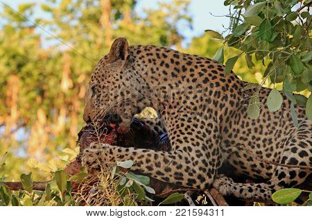 Handsome Male Leopard (Panthera Pardus), laying on a branch devouring a recent in South Luangwa National Park, Zambia