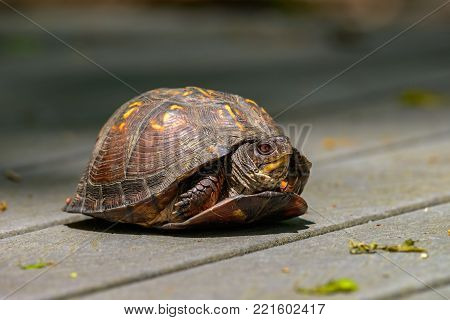 Box Turtle (Terrapene carolina) in the woodlands of northern jersey