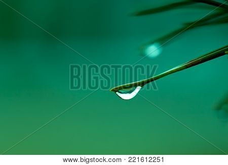 A drop of water on a pine needle close up