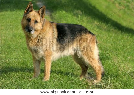 Deutscher Schäferhund