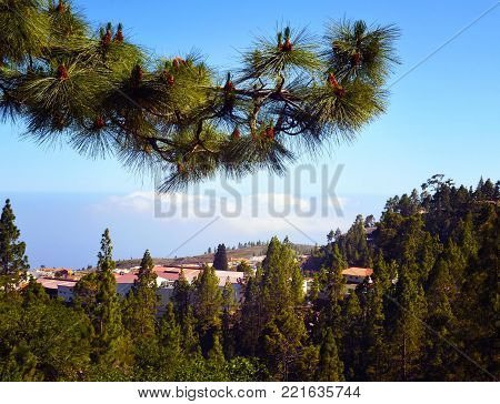 Pine forest in Vilaflor mountain village with beautiful white clouds on the horizon.Tenerife,Canary Islands,Spain.