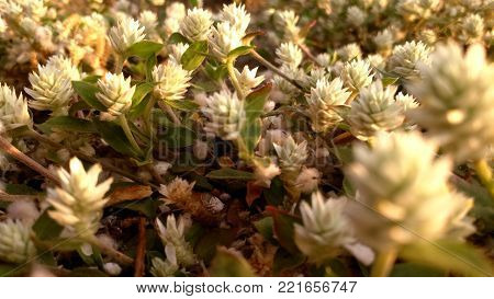 macro photography of flowers in the morning with golden sunlight flare