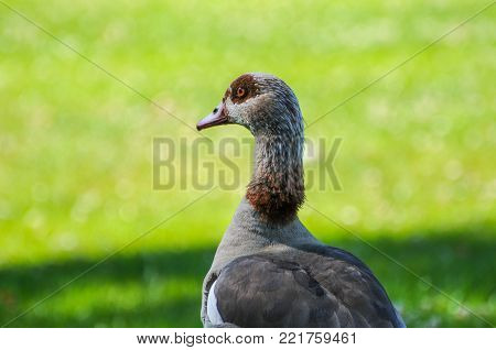 Fulvous whistling-duck Dendrocygna bicolor in beautiful colors and funny face