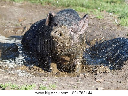 The black Vietnamese pig takes mud baths