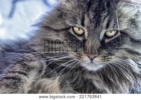 A beautiful fluffy cat is heated on a window sill on a cold winter day