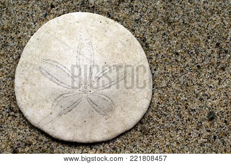 Closeup of a Sand Dollar in the sand at the beach