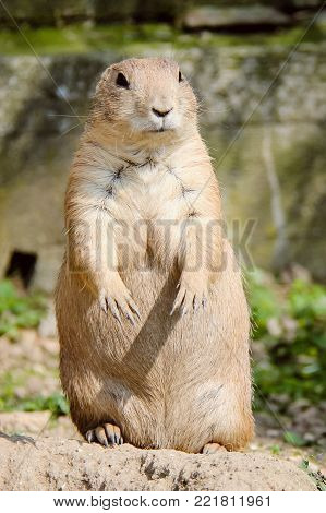 European Suslik Little Cute Rodent