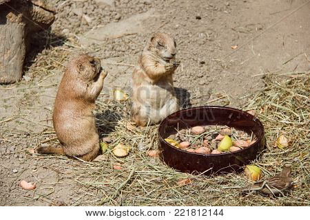 European suslik little cute rodent, living in the wild and in the zoo