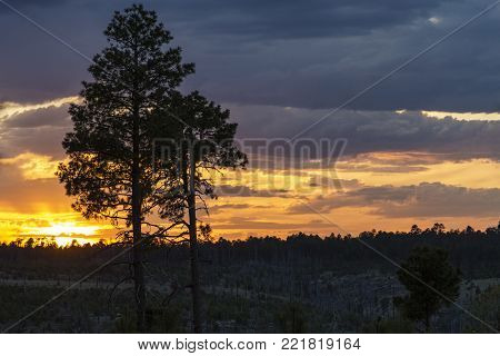 White Lodgepole Pines silhouetted against an Arizona sunset useful for wallpaper or background.