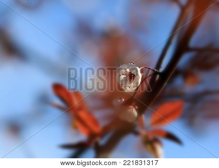 A drop of rain on a flower of a red-leaved plum