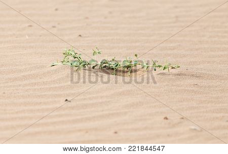 a plant in the sand in the desert .