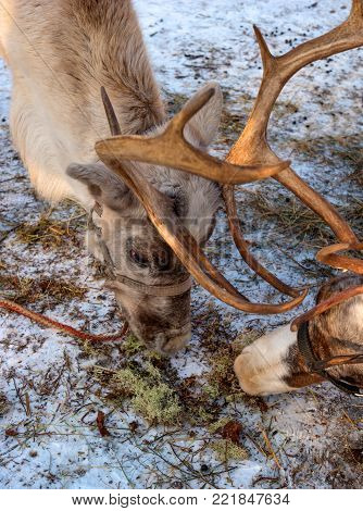 The northern deer is moss. The reindeer likes moss very much. Moss is in the snow. The reindeer is a small animal. On the head of the reindeer there are horns.
