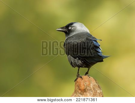 Close up of a Jackdaw perching on a post against green background.
