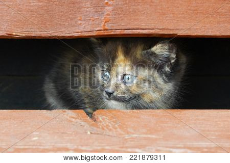 A frightened spotted small kitten peer out between two boards