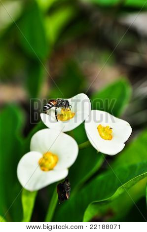 在绿色草地上的昆虫