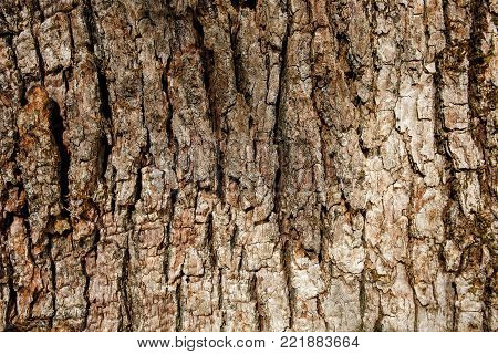 Bark Of Southern Silky Oak
