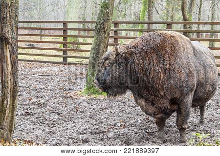Big Aurochs In Bialowieski National Park, Poland.