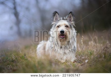 Berger picard dog in winter field with long hair