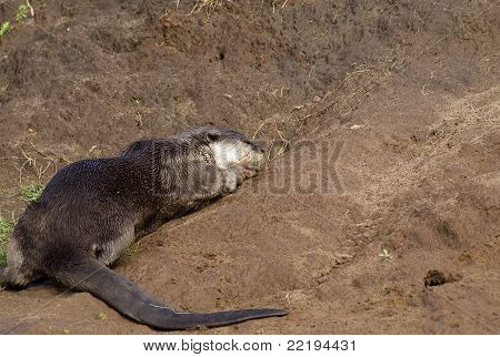 Lontra liscia patinata