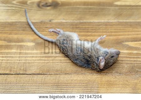 Closeup dead field mouse on wooden floor inside storehouses