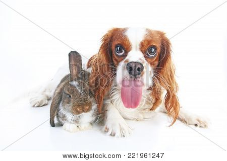 Funny animal dog photo. Funniest animals pets dogs. Rabbit bunny lop and puppy together. Animal friends, real friendship. Cute.
