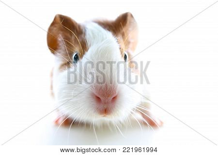 Dutch guinea pig on studio white background. Isolated white pet photo. Sheltie peruvian pigs with symmetric pattern. Domestic guinea pig Cavia porcellus or cavy, is a species of rodent belonging to the family Caviidae and the genus Cavia.