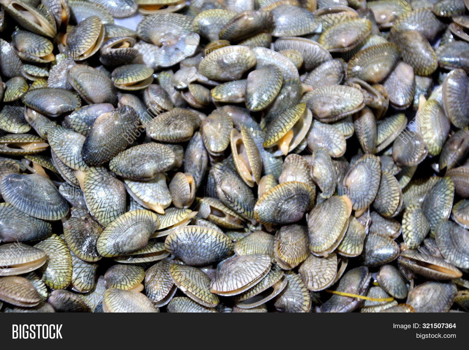 Sea Clams Black Gray Image & Photo (Free Trial) Bigstock