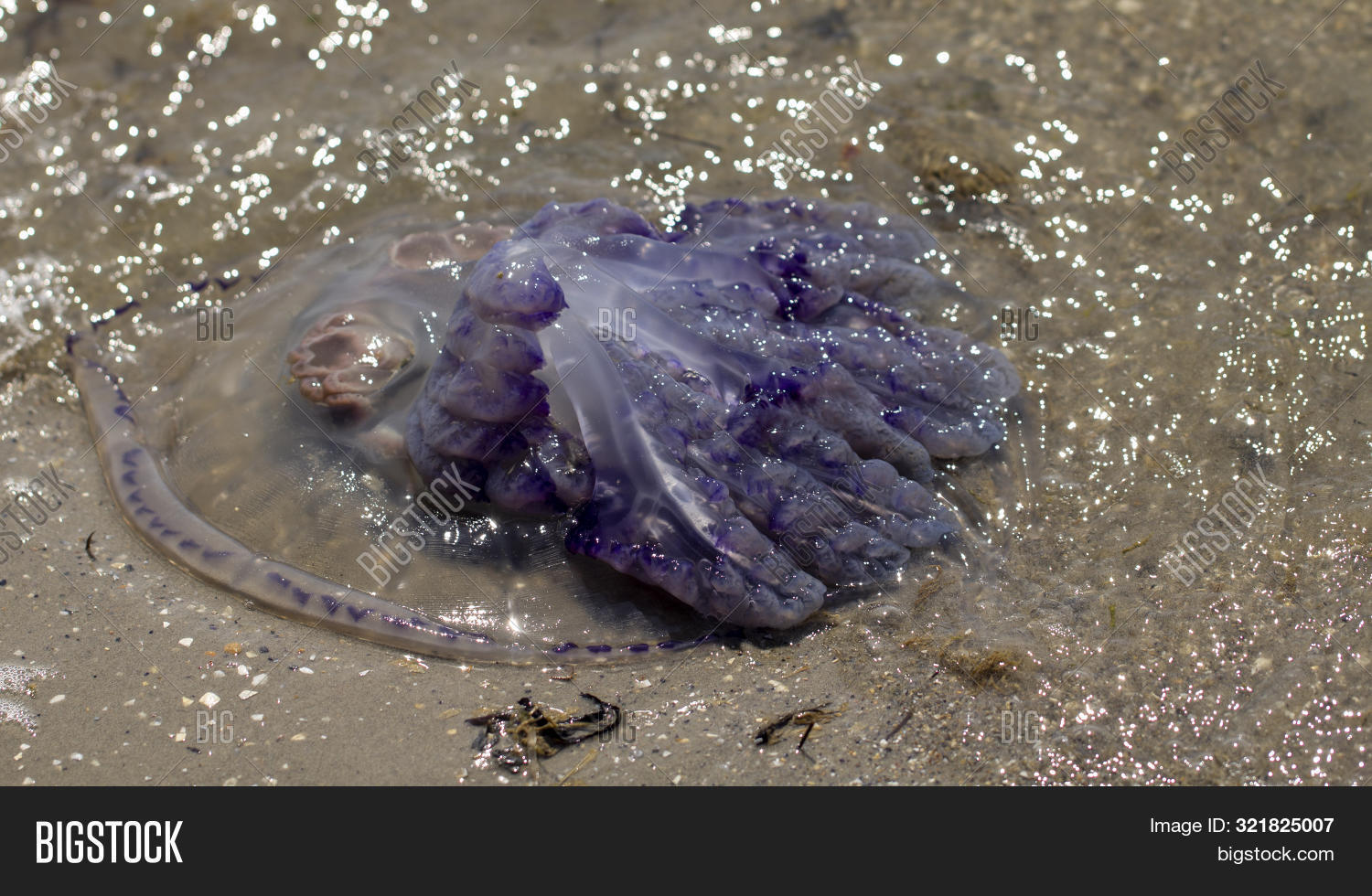 Dead Jellyfish Were Image & Photo (Free Trial) Bigstock