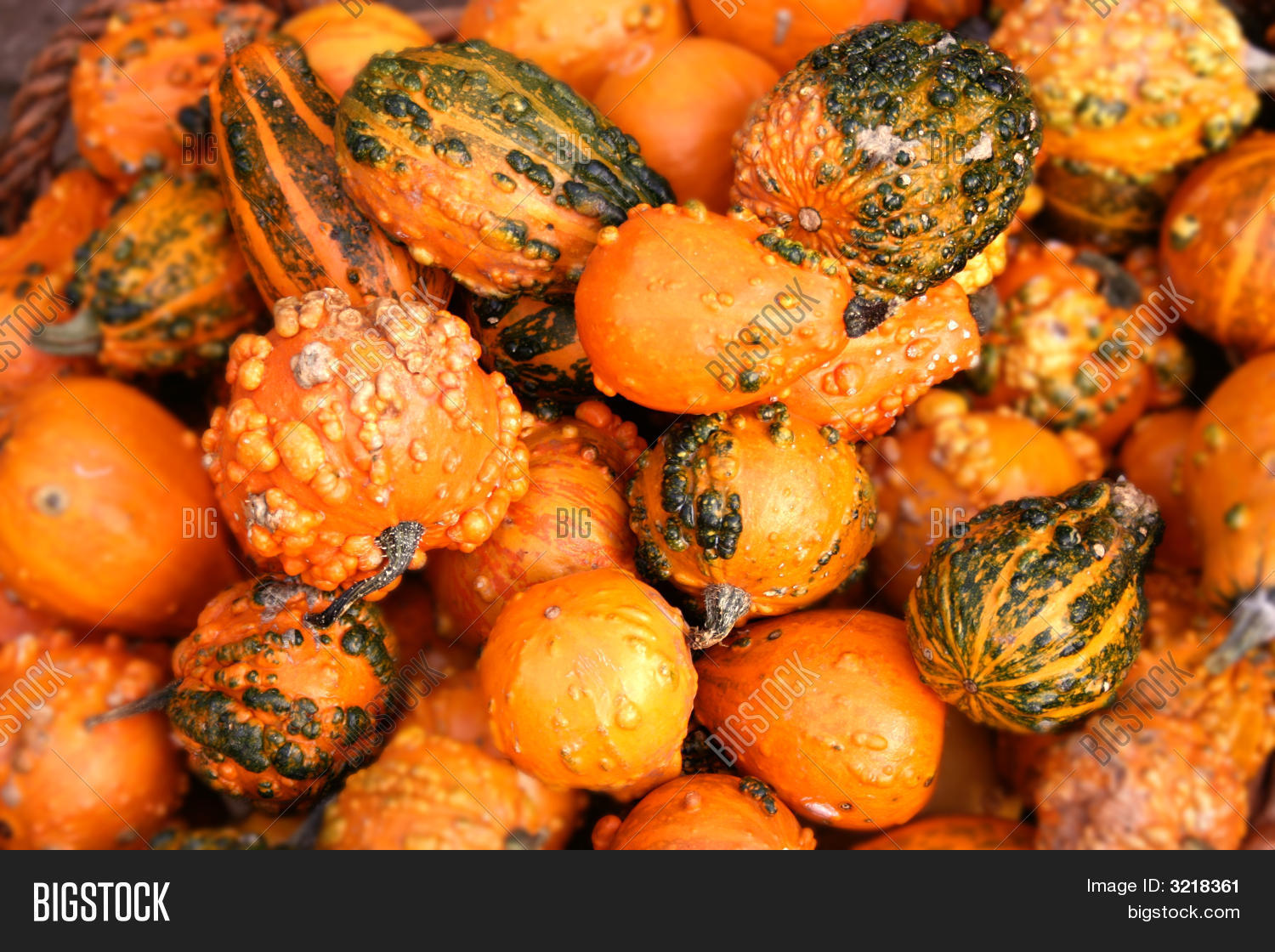 Ornamental Gourds Sale Image & Photo (Free Trial) Bigstock