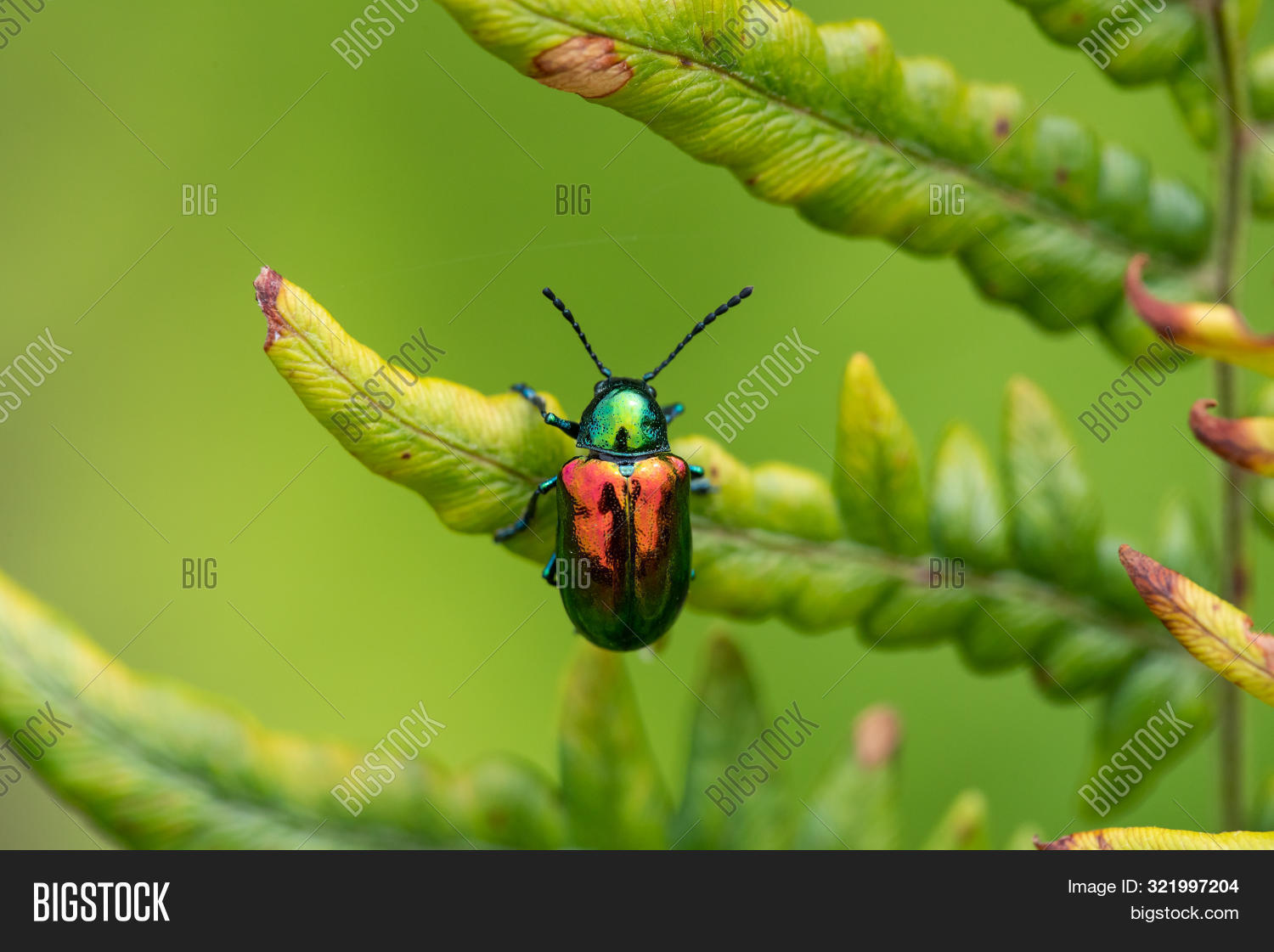 Dogbane Beetle On Fern Image & Photo (Free Trial) Bigstock