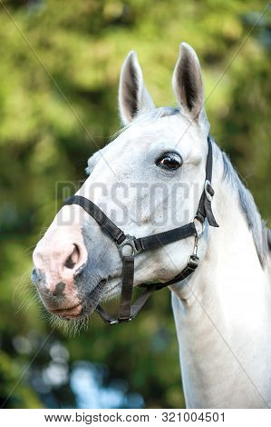 Portrait Of Graceful Thoroughbred Gray Horse On Sunny Green Leaves Background. Multicolored Vertical