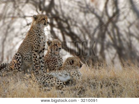 Cheeta famiglia