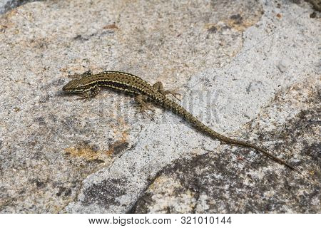 Common Wall Lizard Getting Warm In The Sun On A Wall