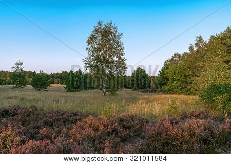 Scenic Panorama Of A German Heather Landscape In Autumn With Purple Flowering Erica Plants, Birches 