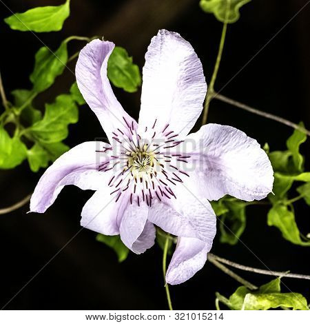 Nelly Moser Clematis Known As Travellers Joy, Virgins Bower, Old Mans Beard, Leather Flower Or Vase 