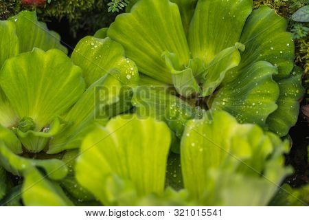 Water Lettuce, Pistia Stratiotes Linnaeus Areceae. Floating Water Plant Close Up Shot