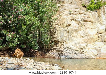 Golden Retriever Stands On Rock And Looking At Water - In Wonderful Nature