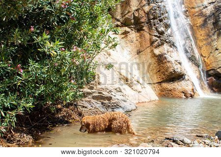Curious Wet Dog In Pond And Looking For Something  

Brown Curly Furry Dog Next Door To Waterfall