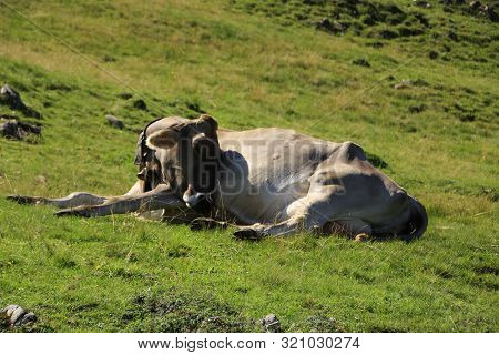 Cow In The Chiemgau Alps While Browsing On A Meadow