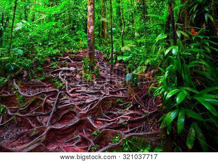 Roots And Green Plants In Basse Terre Jungle, Guadeloupe. Lesser Antilles, Caribbean