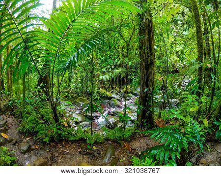 Green Plants In Basse Terre Jungle. Guadeloupe, Caribbean Sea