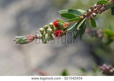 Bottlebrush Red Star - Latin Name - Callistemon Viminalis Red Star (melaleuca Viminalis Red Star)